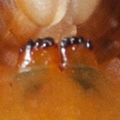 アオズムカデの歯板