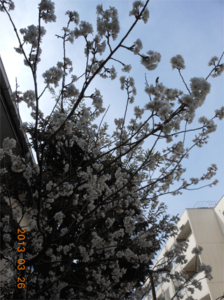 2013桜