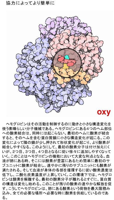 41_ヘモグロビン（Hemoglobin） - 今月の分子（Molecule of the Month） - PDBj0001
