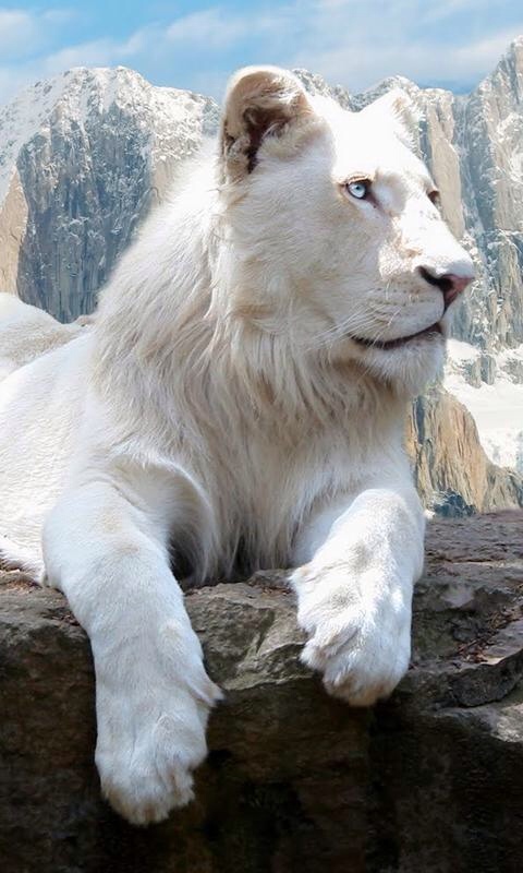 ホワイトライオン White Lion まりあん の地球大好き日記