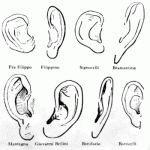 モレッリの採集した各画家の描く耳の形の特徴