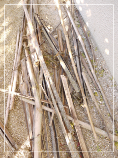 bamboo01.jpg