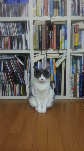 本棚とネコ