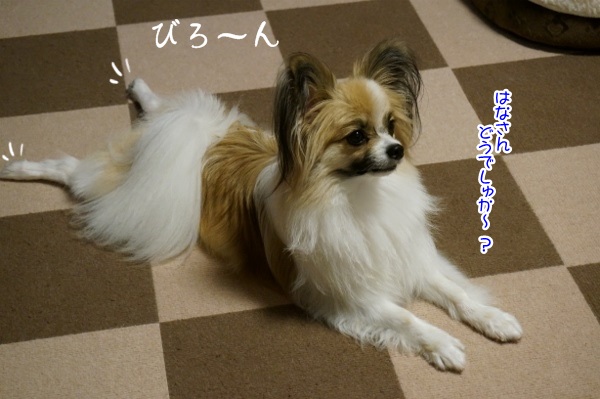 DSC01394 (600x399)