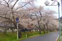 桜花見２０１３川渡温泉７湯沢川
