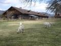 長野牧場の放牧されていたヤギ