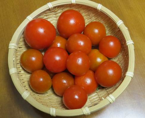 ミニトマト収穫物
