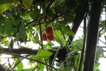 天井の中玉トマト