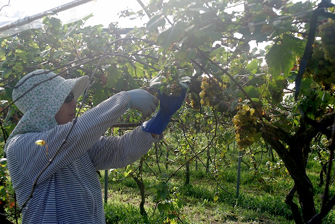 挑戦！都農ワインのブドウ栽培とワイン醸造