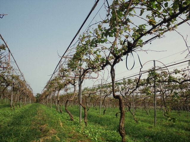 挑戦！都農ワインのブドウ栽培とワイン醸造