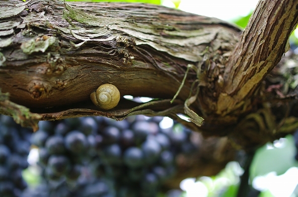 $挑戦！都農ワインのブドウ栽培とワイン醸造