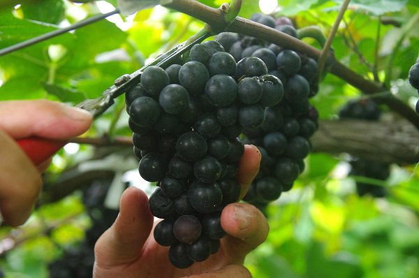 $挑戦！都農ワインのブドウ栽培とワイン醸造