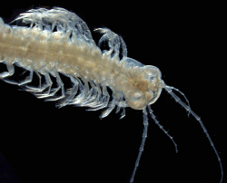 venomous-crustacean-remipede_124907_2.jpg