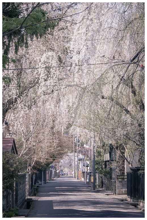 裏通りの桜並木