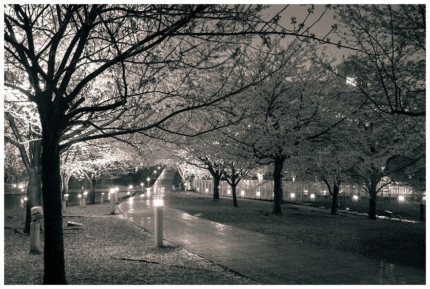 雨の夜桜、白山公園