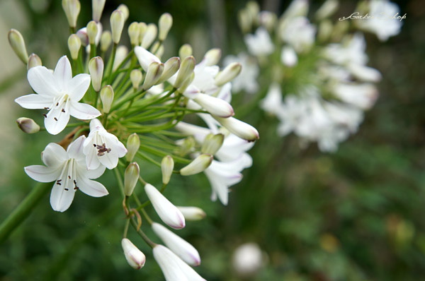 涼を呼ぶ白い花たち アガパンサス Garden Schop