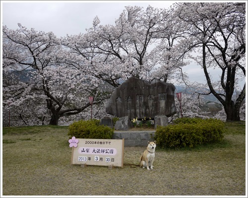 大 法師 公園 桜